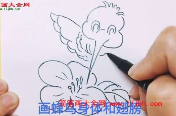 吸蜜蜂鸟简笔画