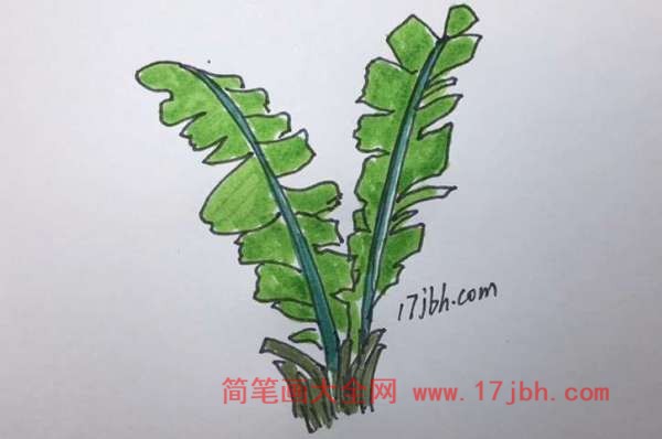 芭蕉叶简笔画