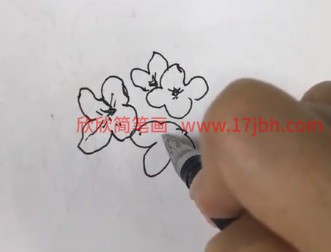 桂花图片简笔画