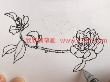 山茶花简笔画步骤