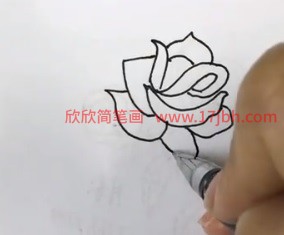 怎样画月季花的简笔画