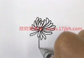 菊花简笔画图片带颜色