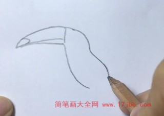 犀鸟简笔画