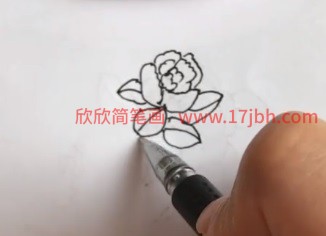 山茶花图片简笔画