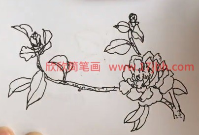 山茶花简笔画步骤