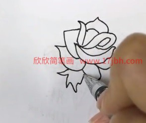 怎样画月季花的简笔画