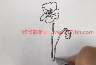 虞美人的简笔画