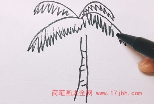 椰子树叶简笔画