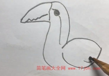 巨嘴鸟的简笔画