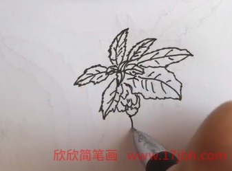 凤仙花怎么画简笔画