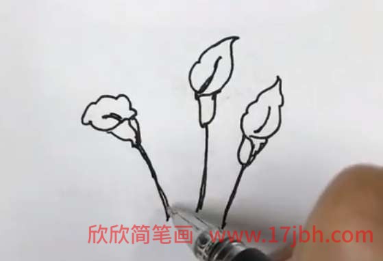 马蹄莲图片简笔画