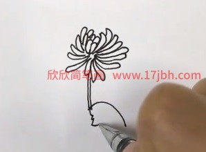 菊花简笔画图片带颜色