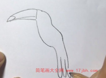 犀鸟简笔画