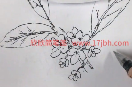 桂花图片简笔画