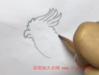 凤头鹦鹉简笔画