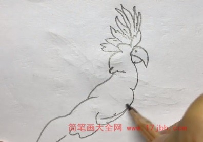 简笔画鹦鹉图片