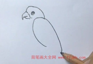 小鹦鹉简笔画