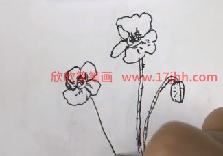 虞美人的简笔画