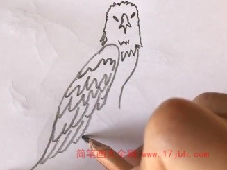 鹰雕简笔画