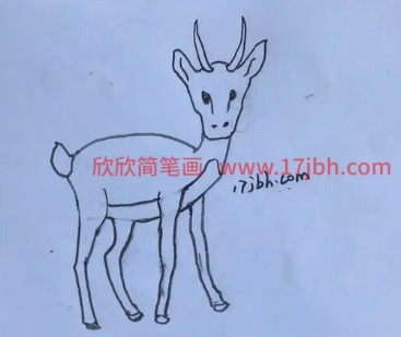 藏羚羊简笔画图片