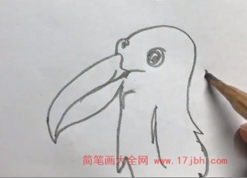 大嘴鸟简笔画图片