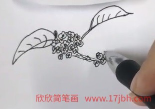 桂花简笔画图片