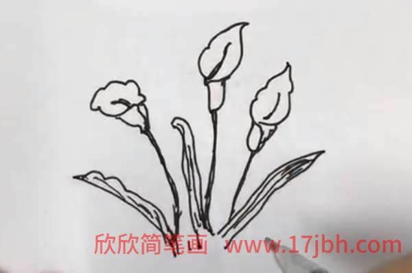 马蹄莲图片简笔画