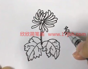 菊花简笔画图片带颜色