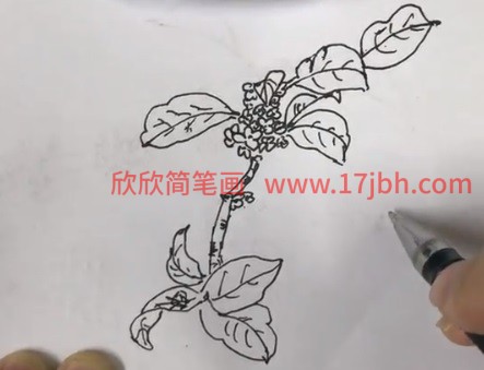 儿童桂花简笔画步骤