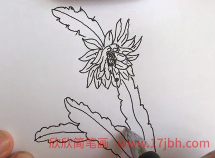 令箭荷花图片简笔画