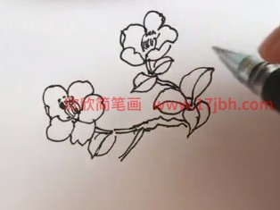 山茶花简笔画图片