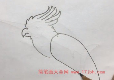 凤头鹦鹉简笔画