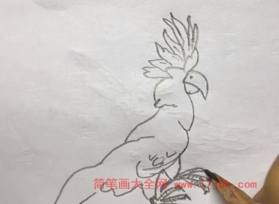 简笔画鹦鹉图片