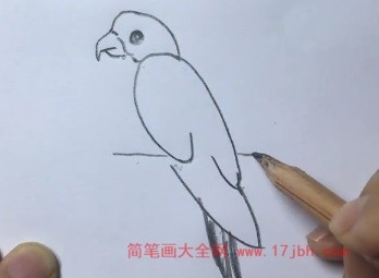 小鹦鹉简笔画