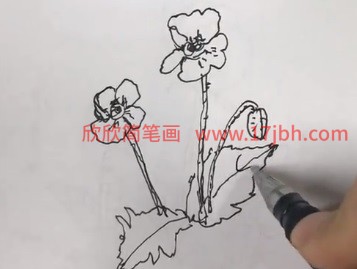 虞美人的简笔画