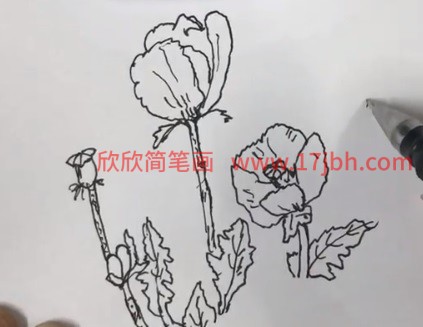 简笔画 虞美人