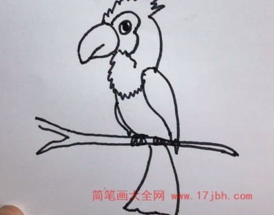 鹦鹉卡通简笔画