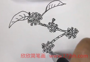 桂花简笔画图片