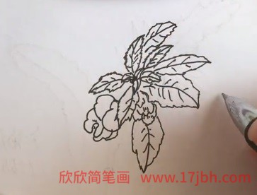 凤仙花怎么画简笔画