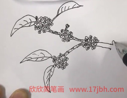 桂花简笔画图片