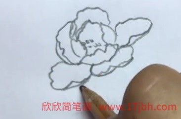 春天牡丹花图片简笔画