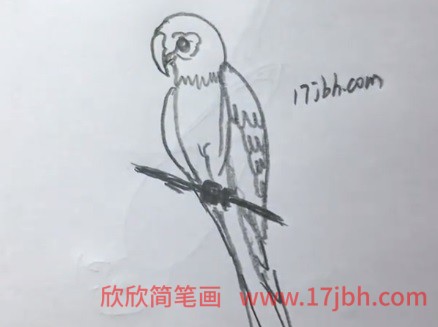 彩色金刚鹦鹉简笔画