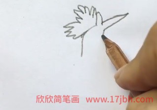 戴胜鸟简笔画