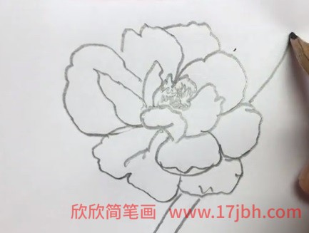 儿童牡丹花简笔画