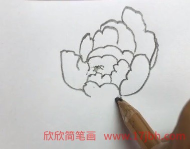 牡丹花的简笔画图片