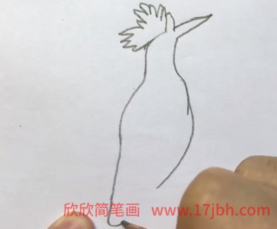 戴胜鸟简笔画