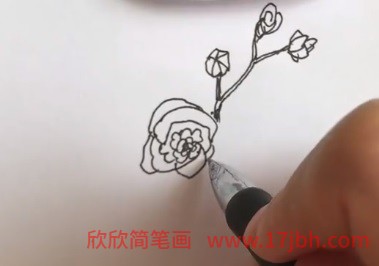 木芙蓉花简笔画