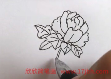 牡丹花简笔画带颜色