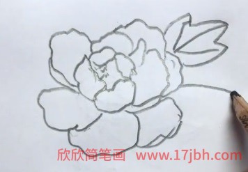 简笔画牡丹花的画法