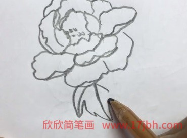 春天牡丹花图片简笔画